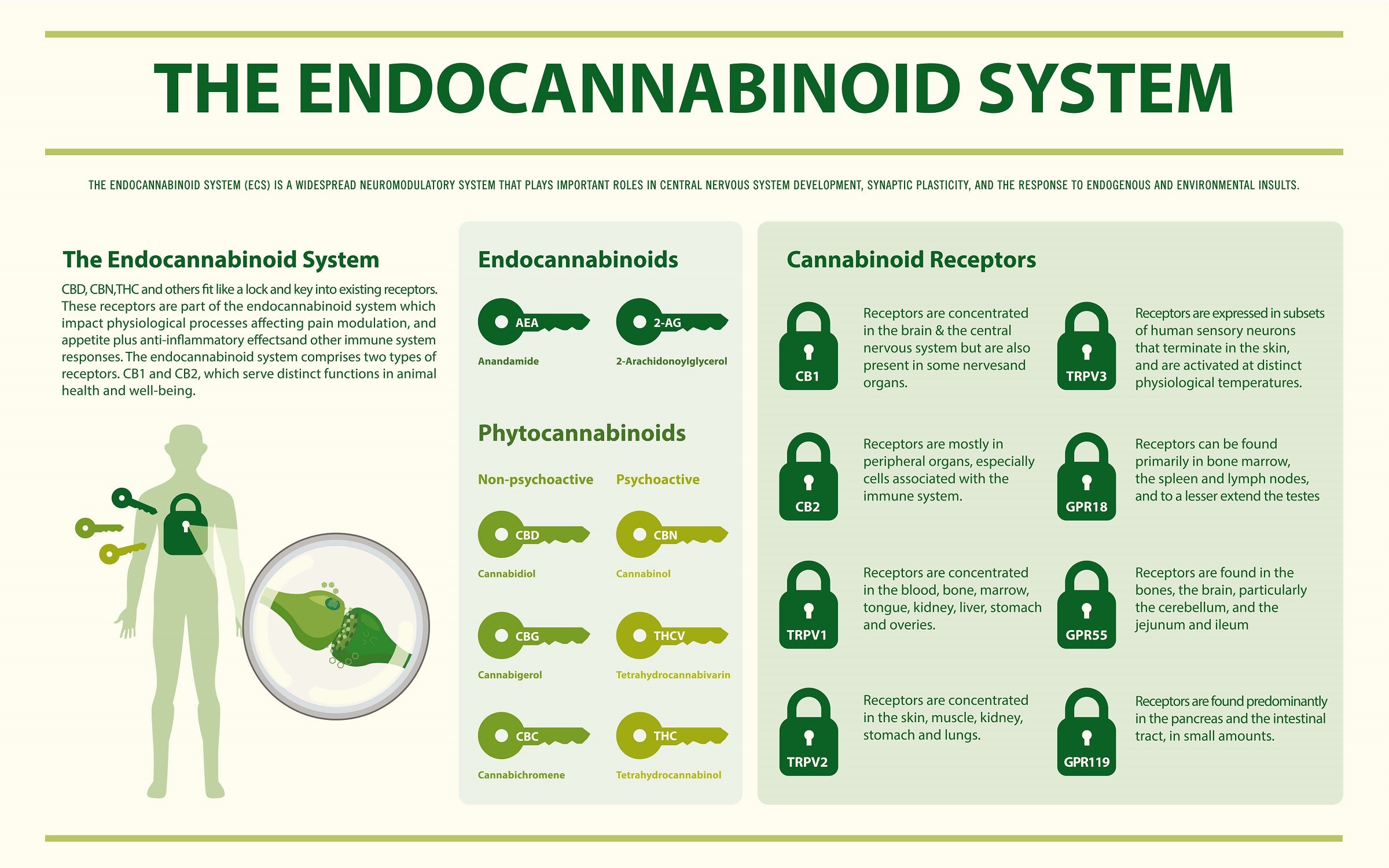 BonorumCBD Blogbeitrag: Das Endocannabinoid-System im menschlichen Körper