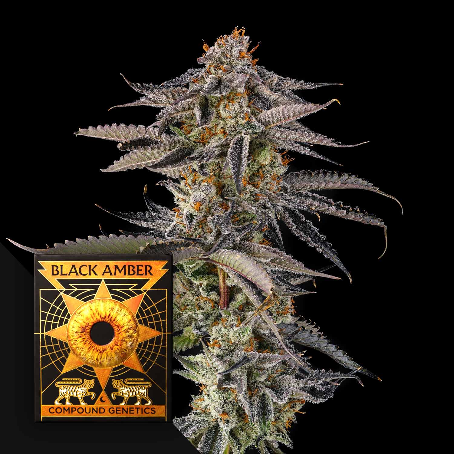 JAHrassic (3 Samen | Feminisiert) - Compound Genetics