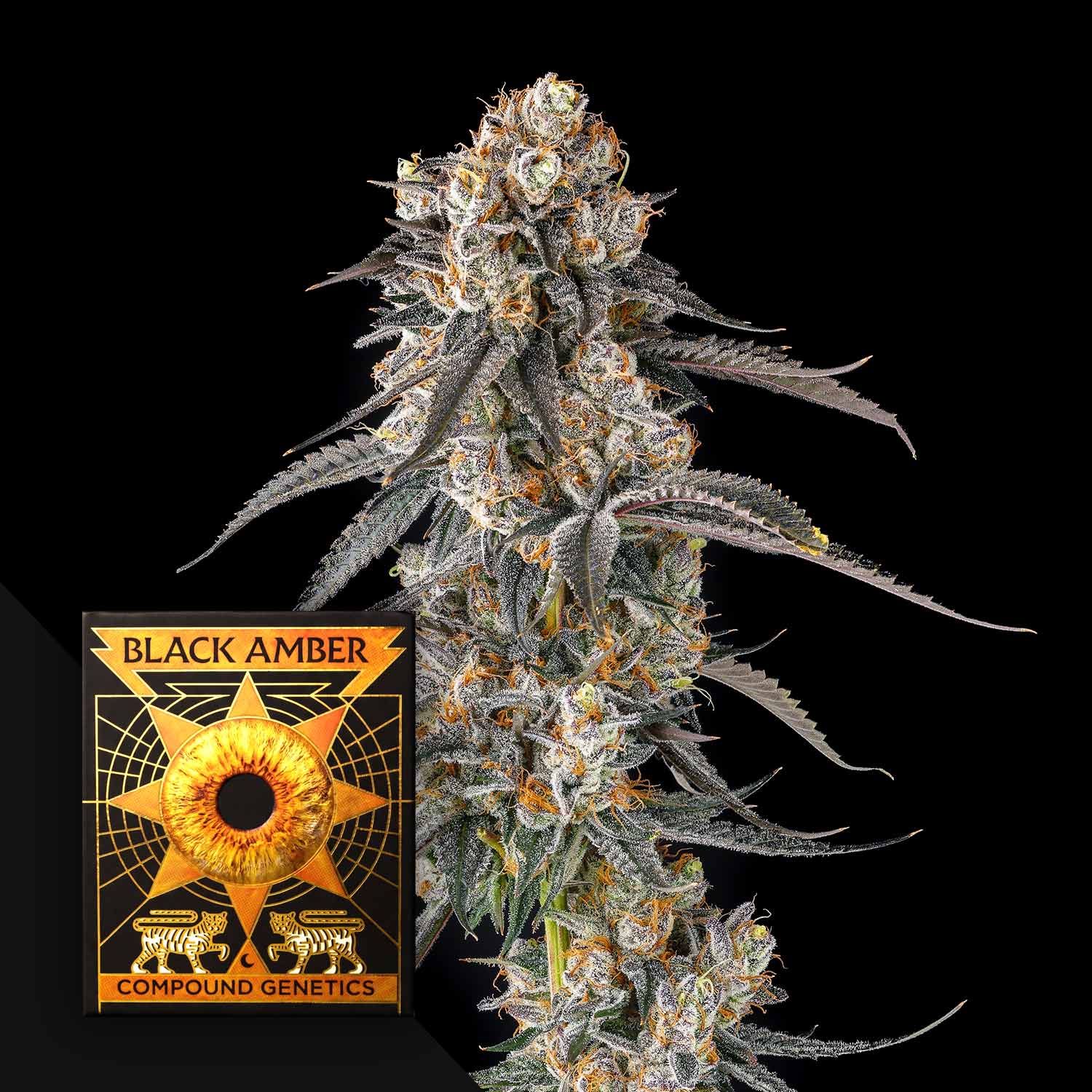 Solazo (3 Samen | Feminisiert) - Compound Genetics
