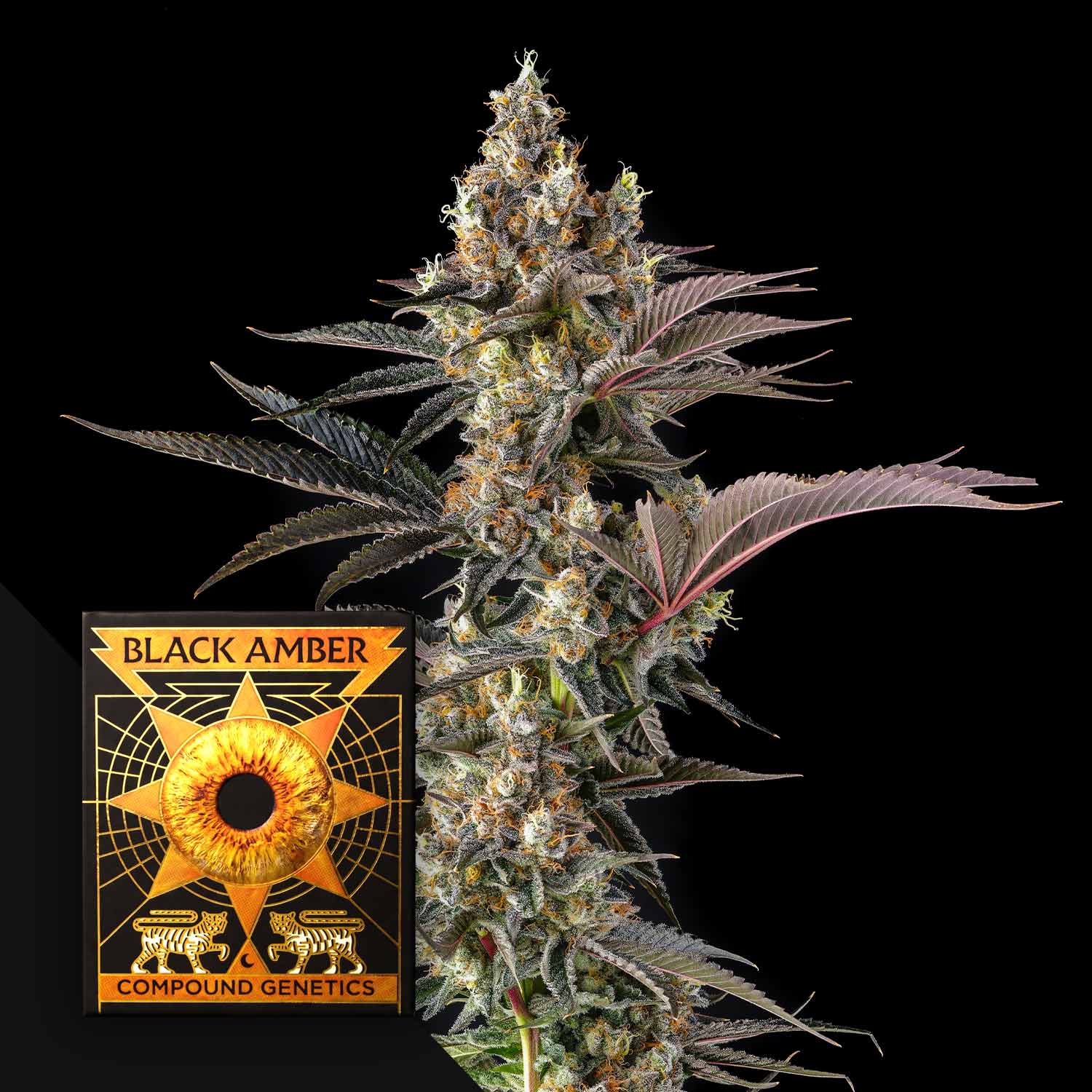 Tostones (3 Samen | Feminisiert) - Compound Genetics