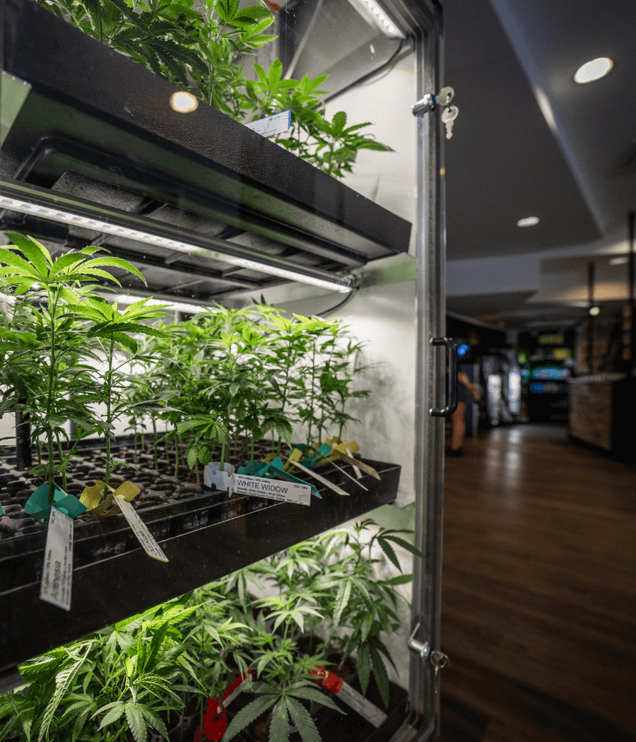 Bonorum Cannabis bestellen legal