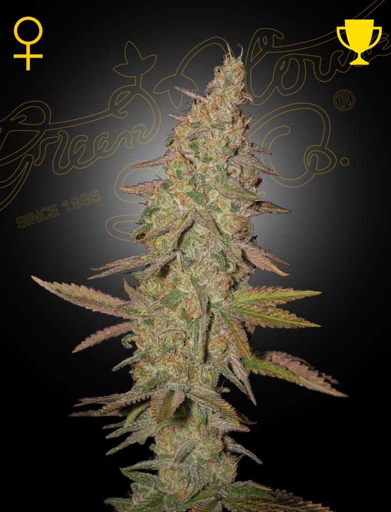 Arjan's Ultra Haze 1 – 3 Samen