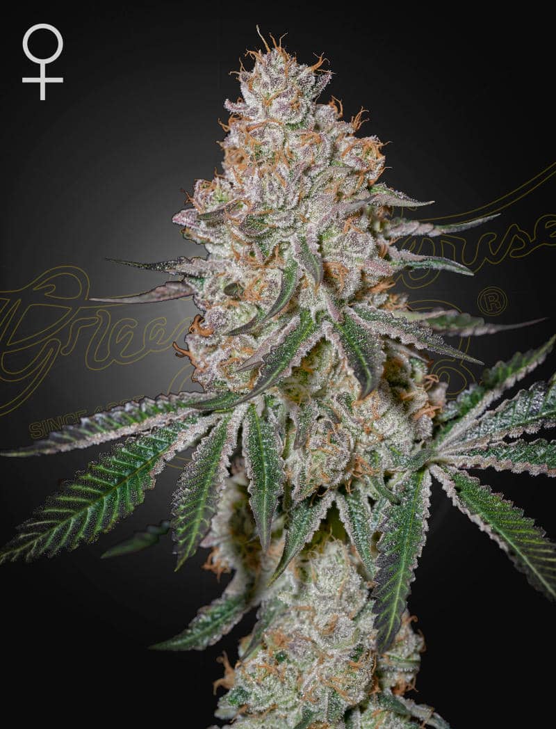 HighCloudZ – 3 Samen