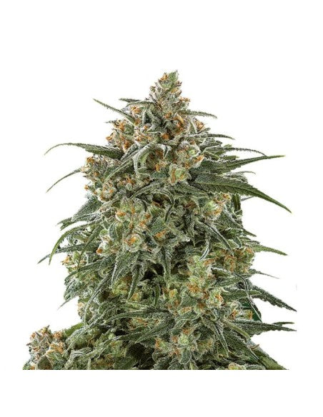 Banana Sherbert