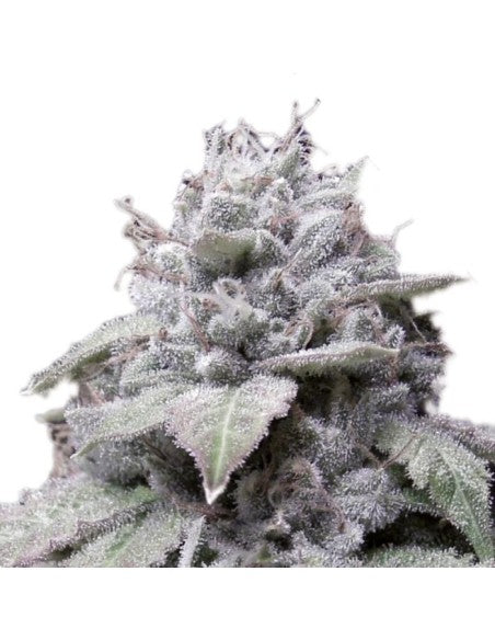 Gorilla Cookies
