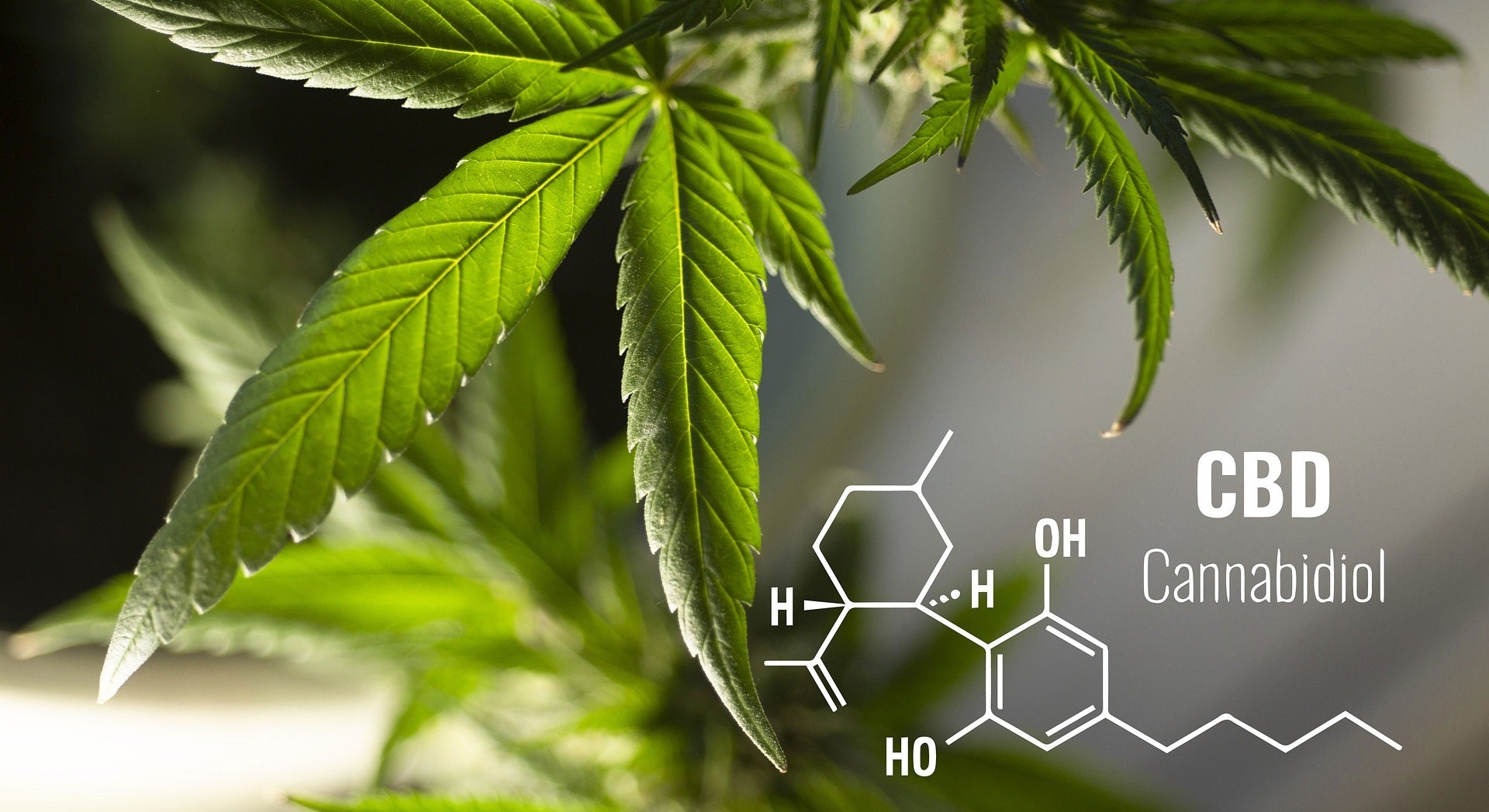 Blogbeitrag Bonorum CBD Cannabinoide – Wertvolle Verbindungen der Hanfpflanze. CBD, CBG, CBC, THC