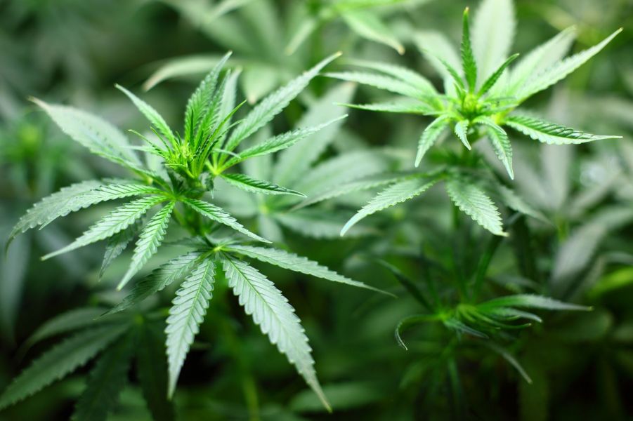 BonorumCBD Blogbeitrag: Purple Haze CBD-Blüten