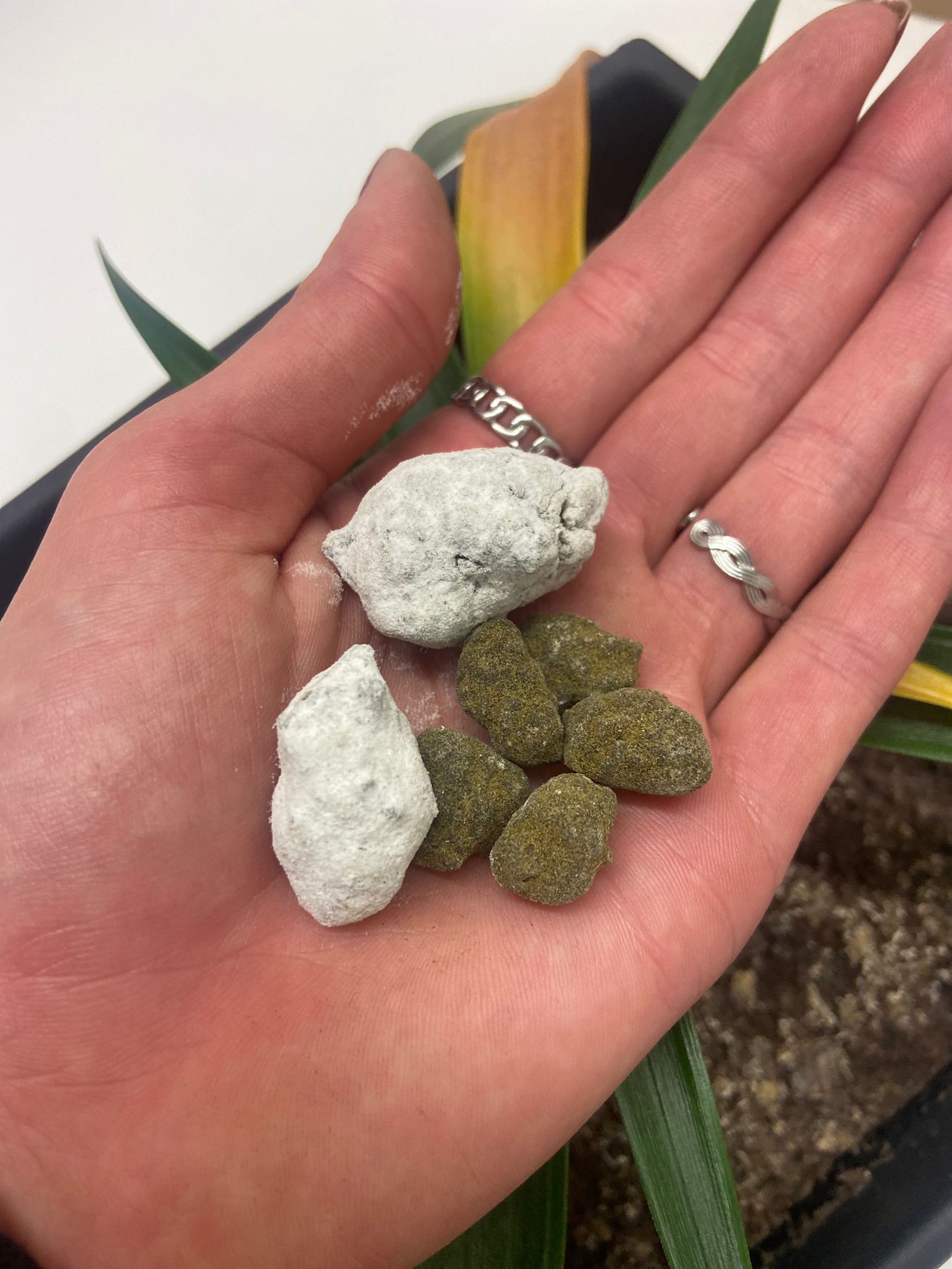 Moon Rocks und Ice Rocks - zwei ganz besondere CBD-Produkte