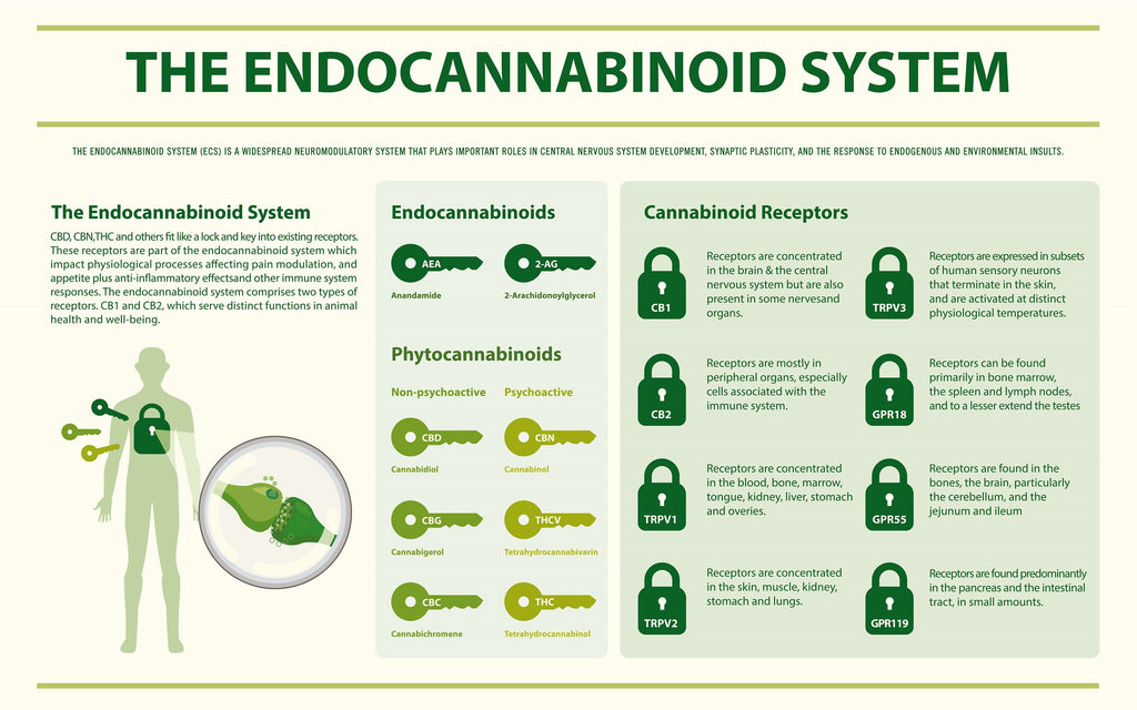 BonorumCBD Blogbeitrag: Das Endocannabinoid-System im menschlichen Körper