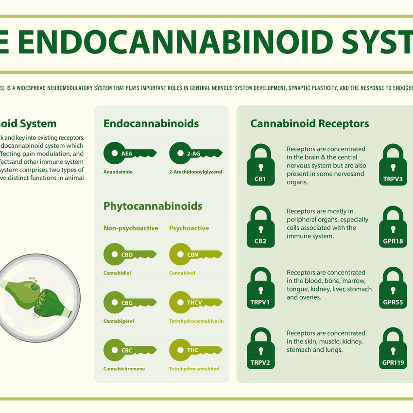 BonorumCBD Blogbeitrag: Das Endocannabinoid-System im menschlichen Körper