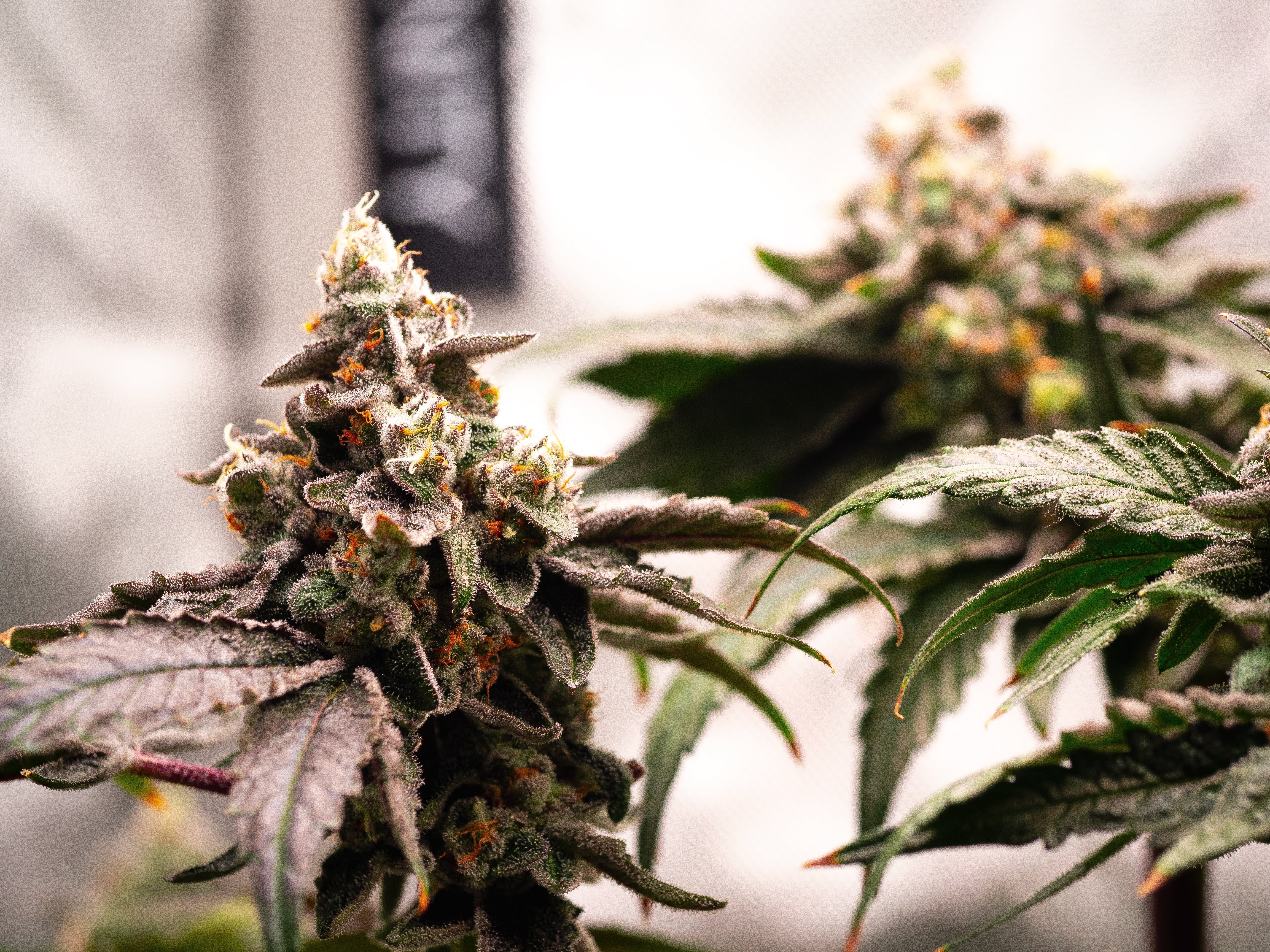 DWC & Wizard Trees: Die perfekte Kombi für Highlevel Ernten