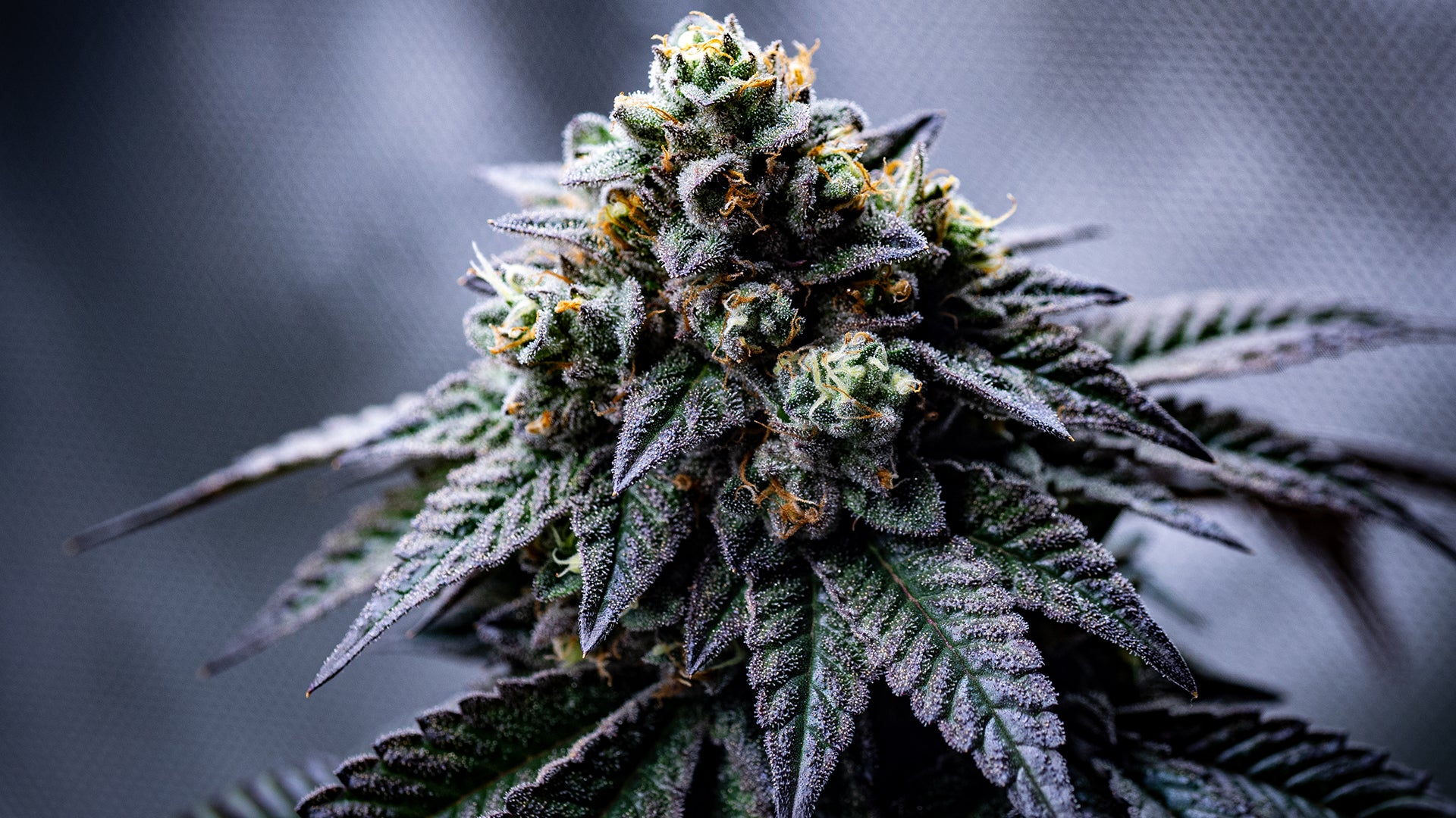 Sherbzooka von Wizard Trees: Ein Grow-Erlebnis der Superlative