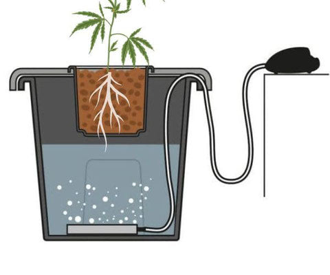 DWC / Hydroponischer Cannabis Anbau – Die Anleitung