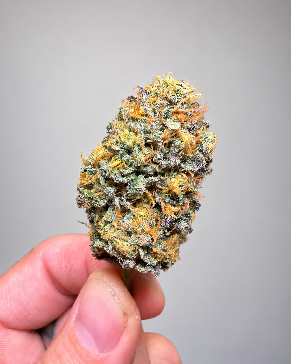 The Curse von Wizard Trees – frostige Cannabisblüte, in Freds Hand gehalten