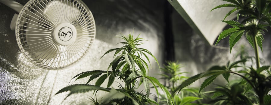 VPD beim Cannabisanbau - Wichtig & Richtig