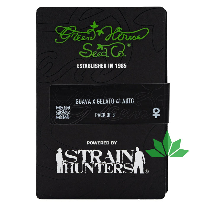 Green House Seed - GUAVA x GELATO 41 - Automatic - 3 Seeds