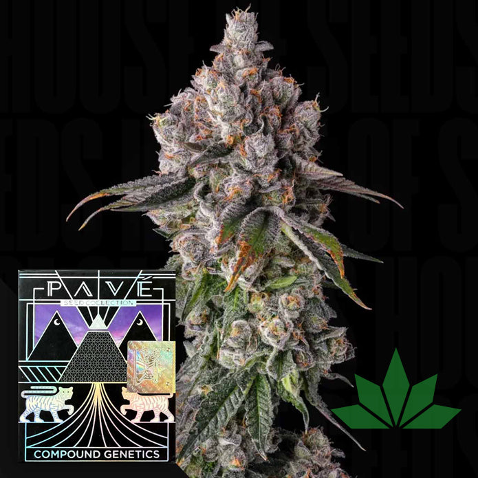 Compound Genetics - 90 Proof - Feminized 3 Stk
