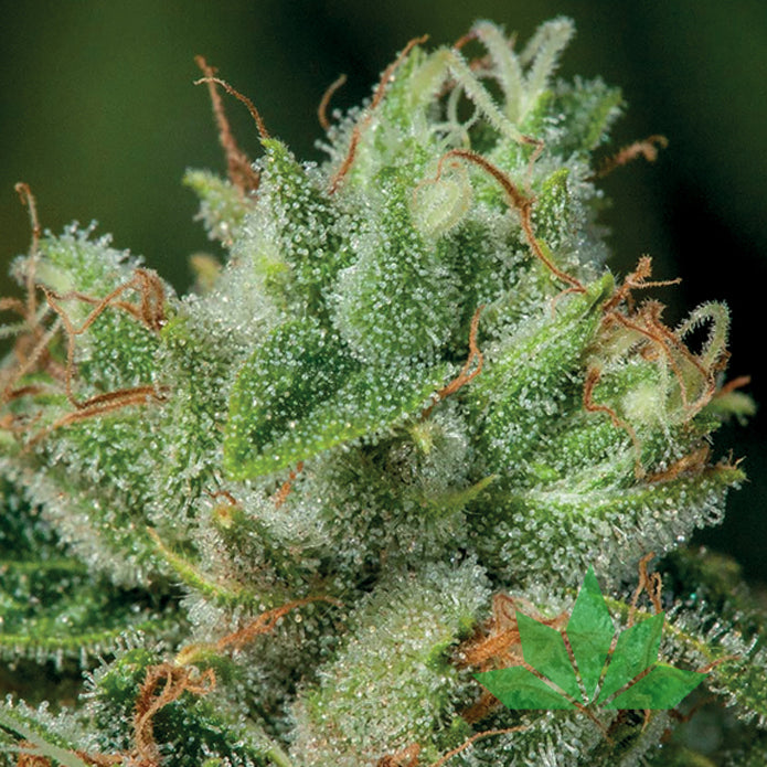 Afghanica – Anesia Seeds | FEM. 3