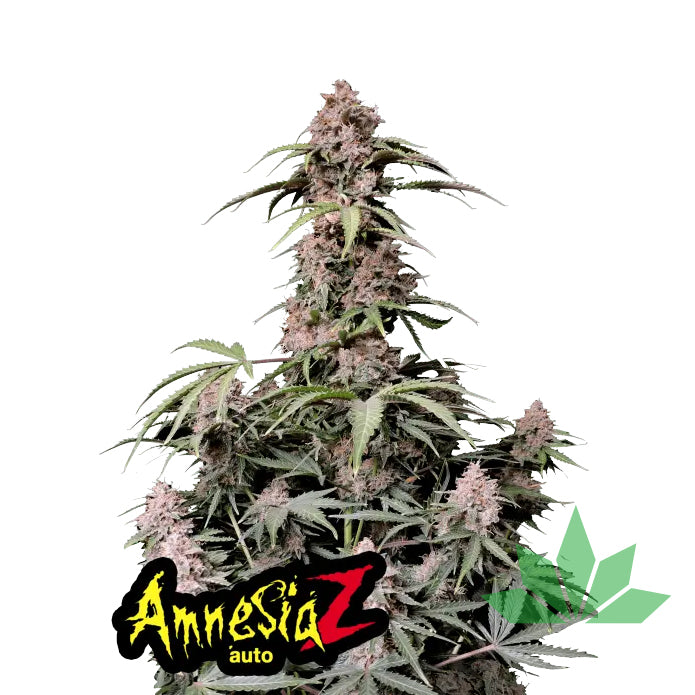 Fast Buds Amnesia Z Auto - Automatic Fem 3St.
