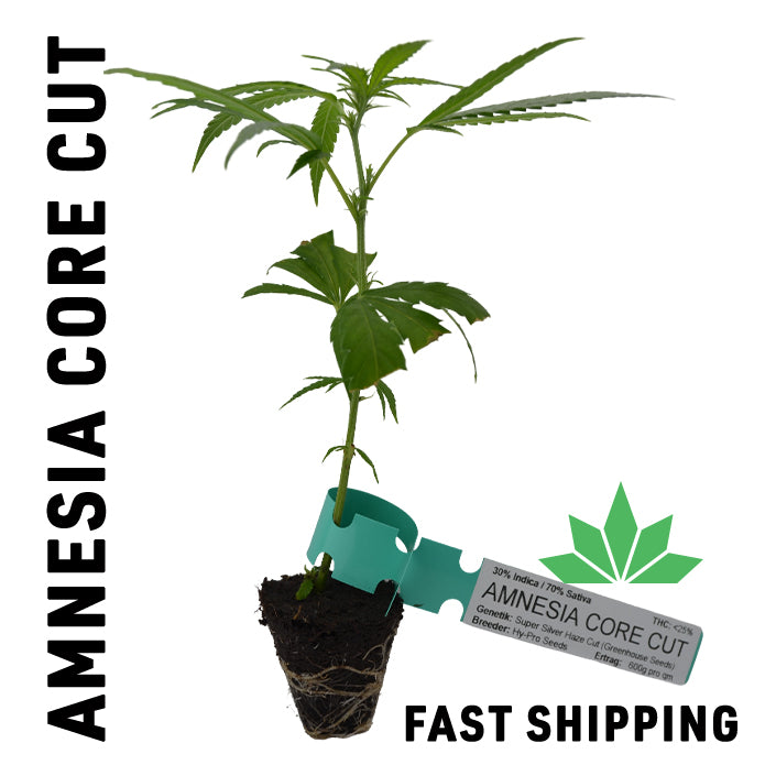 Amnesia Core Cut Steckling - FAST SHIPPING