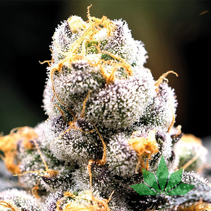 Anesia Scout Cookies – Anesia Seeds | FEM. 3