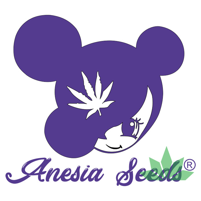 Anesia Dankberry Fem. 3St. – Ansicht 2
