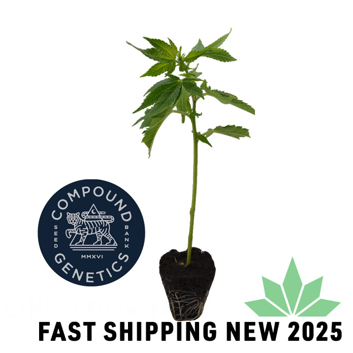 Apples & Bananas Steckling Compound Genetics & Cookies- FAST SHIPPING