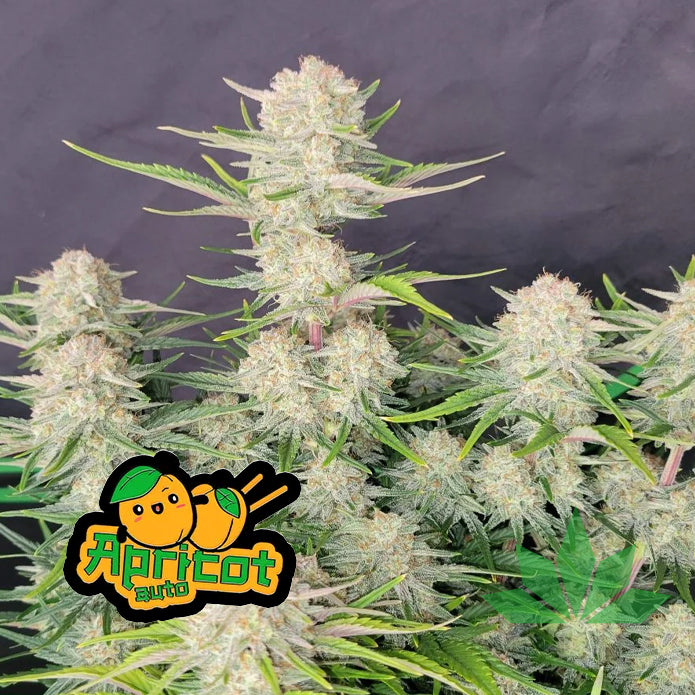 Apricot - Automatic Fem 3St.