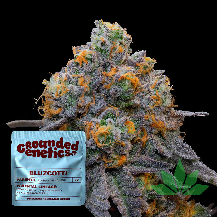 GROUNDED GENETICS - Bluzcotti 7Stk. Fem.