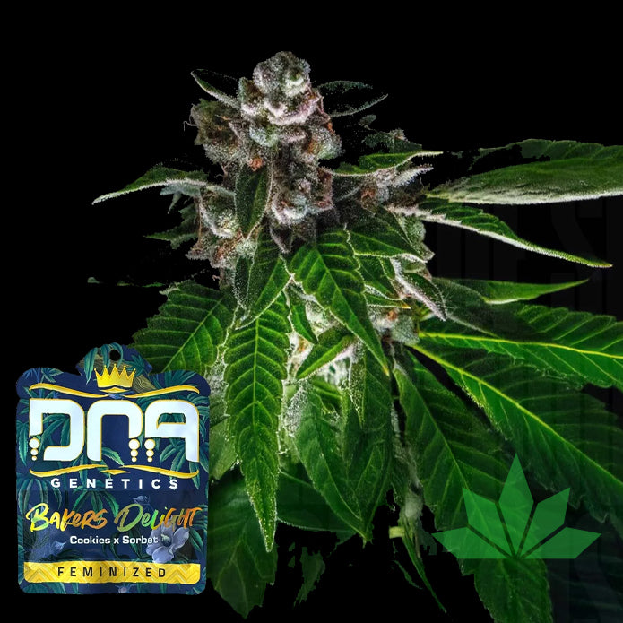 DNA Genetics - Bakers Delight 5stk. Fem.