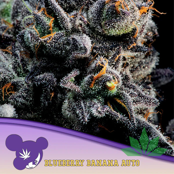 Anesia Blueberry Banana Auto Fem. 3St.