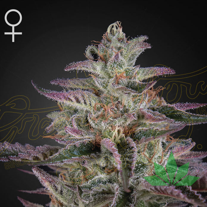 Green House Seed - Banana Crumble  - 3 Seeds Fem.