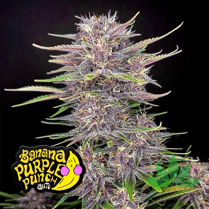 Fast Buds Banana Purple Punch - Automatic Fem 3St.