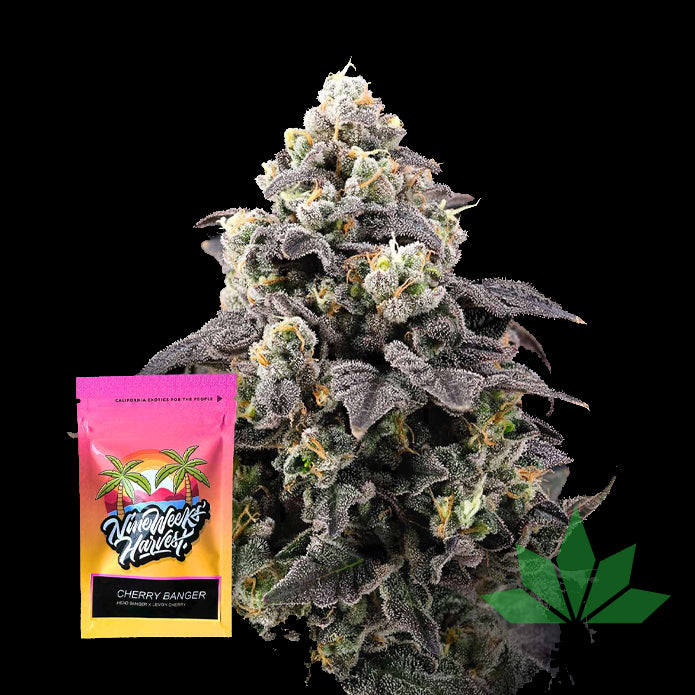 Nine Weeks Harvest - Cherry Banger - Feminized - 6 Seeds