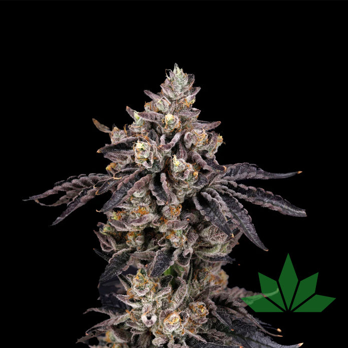 Nine Weeks Harvest - BENS & CHERRY - Feminized - 6 Seeds – Ansicht 2