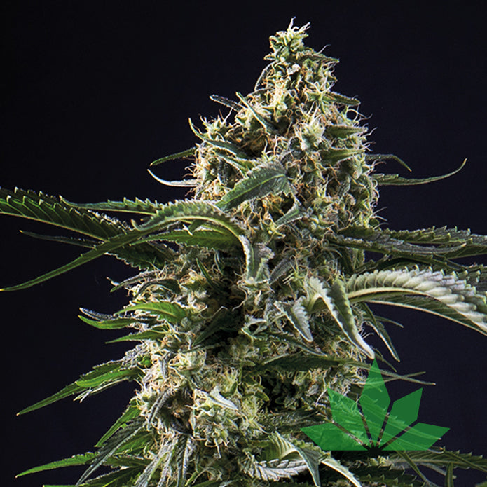 Big Bazooka – Anesia Seeds | FEM. 3