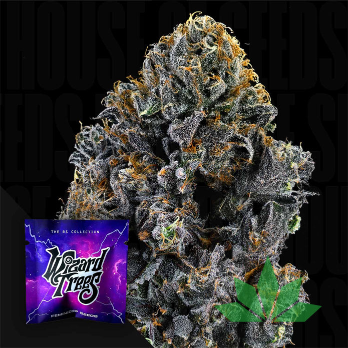 Wizard Trees – Big Z | 3 Feminisierte Samen