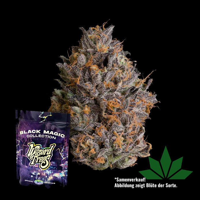 Wizard Trees - Black Bow 3.Stk Fem.
