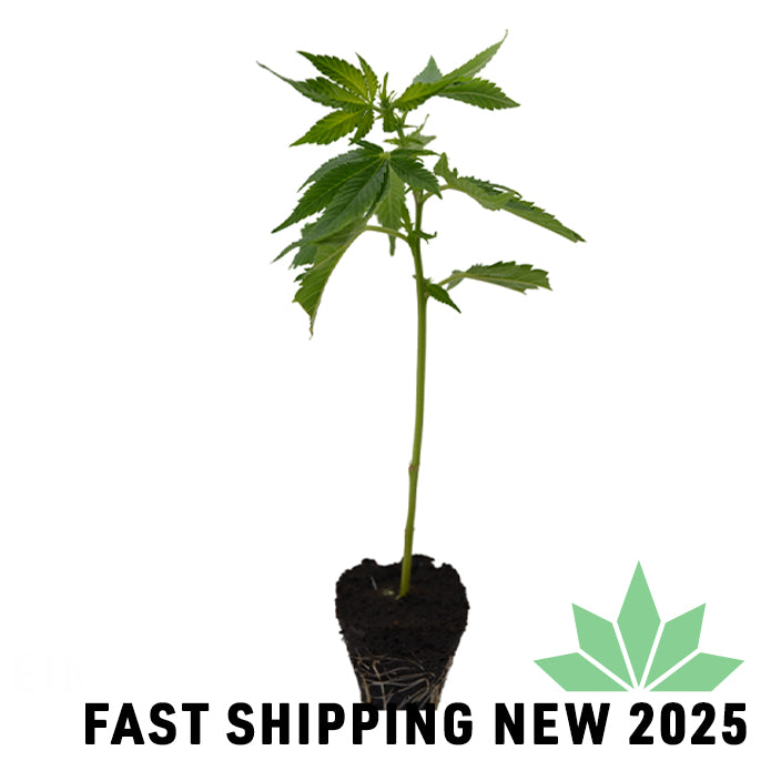 Black Cherry Punch Steckling - FAST SHIPPING