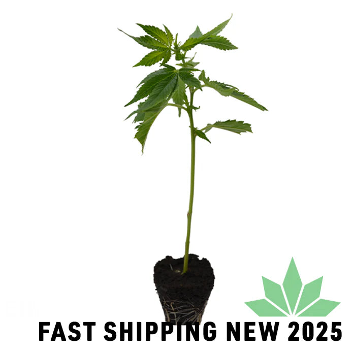 Bonorum GROWPOD DWC Hydro System