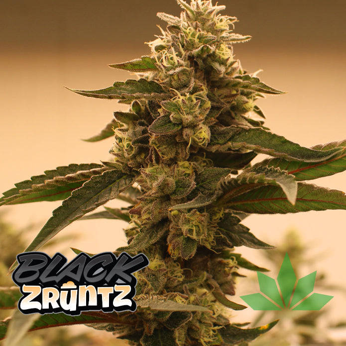 Terphogz BLACK ZRUNTZ – Regular - 10 Seeds