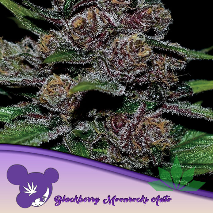 Anesia Blackberry Moonrocks Auto Fem. 3St.