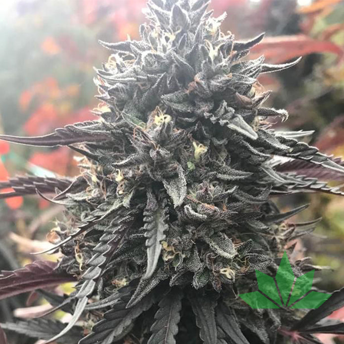 Terphogz BLOOBERRY Z – Regular - 10 Seeds