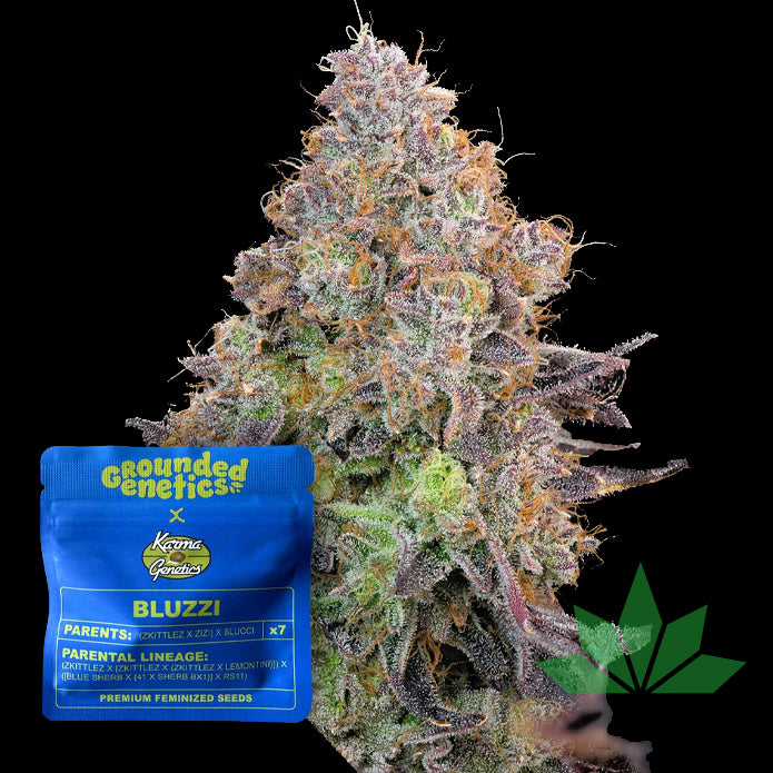 GROUNDED GENETICS - Bluzzi 7Stk. Fem.