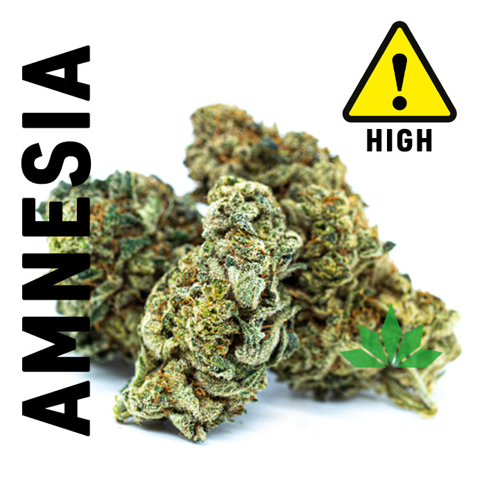 Amnesia Haze - Blüte 10-OH
