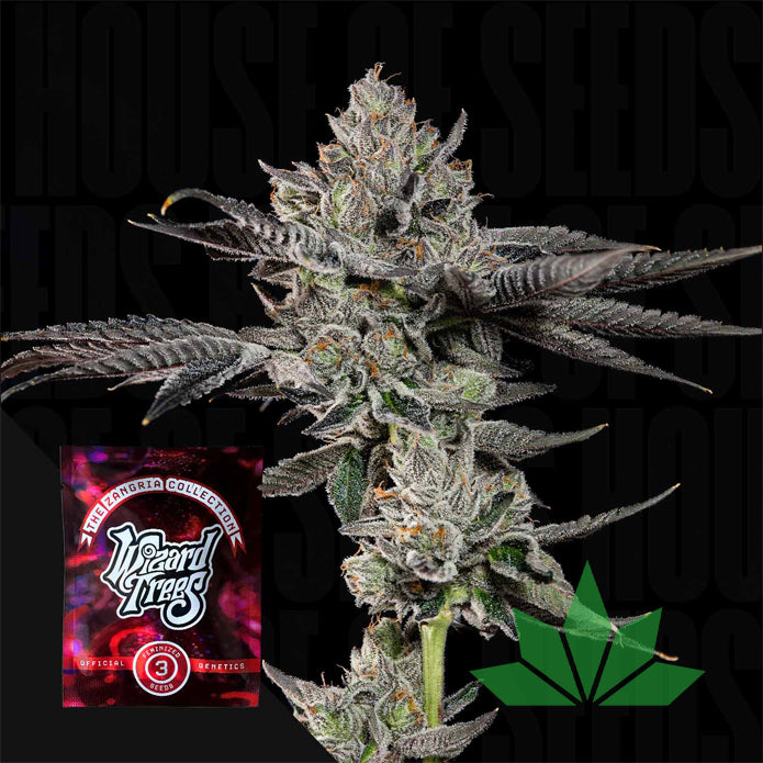 Wizard Trees – Bowtie | 3 Feminisierte Samen