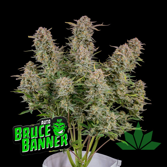 Fast Buds Bruce Banner - Automatic Fem 3St.