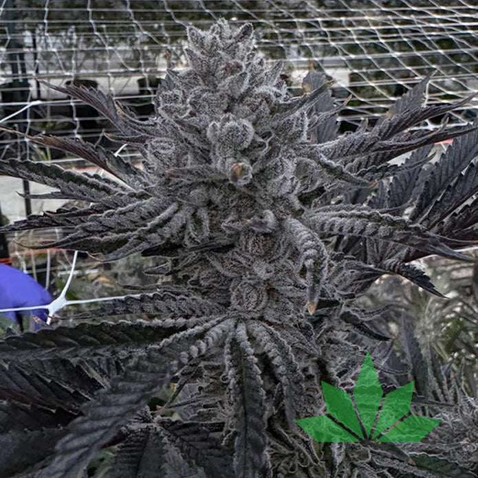 Butter Balm – Solfire Seeds | FEM. 6