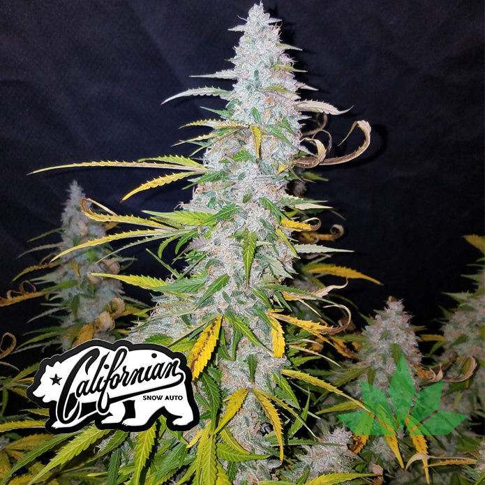 Fast Buds Californian Snow - Automatic Fem 3St.