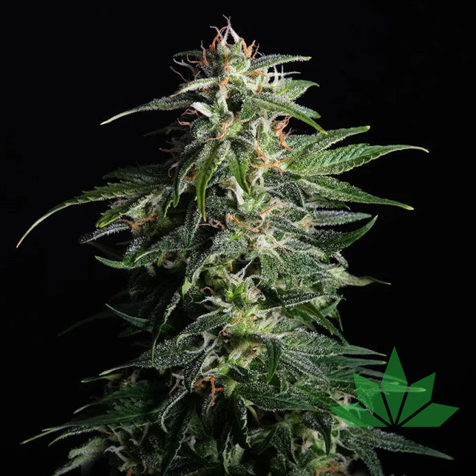 Kannabia Swiss Dream Auto CBD Fem. 3St